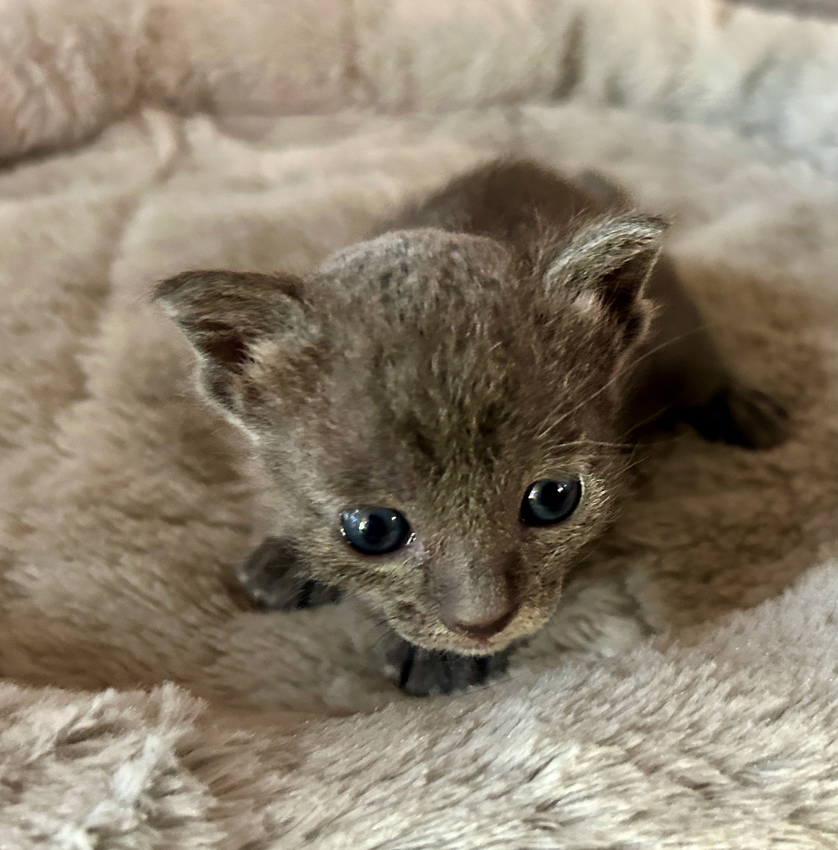 Dixie's 7th litter second (and a half) week